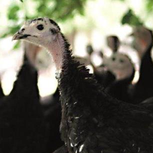 Artisan Gold Turkey